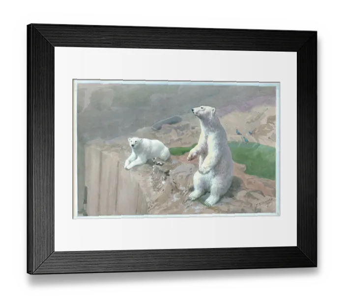Framed Print : Polar Bears on Mappin Terrace at London Zoo animals Framed Print : Polar Bears on Mappin Terrace at London Zoo animals