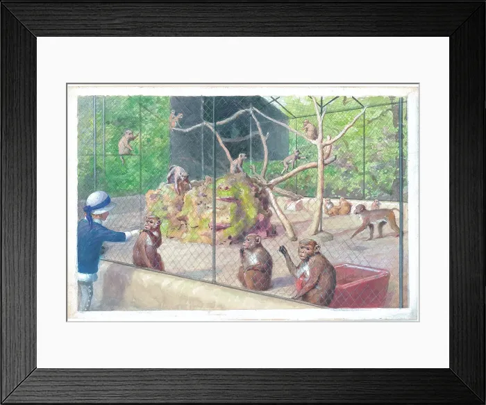 Framed Print : Rhesus Monkeys at London Zoo Framed Print : Rhesus Monkeys at London Zoo
