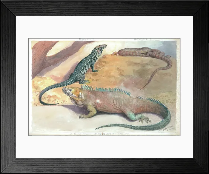 Framed Print : Teguexin, Monitors, Clouded Iguana at London Zoo Framed Print : Teguexin, Monitors, Clouded Iguana at London Zoo
