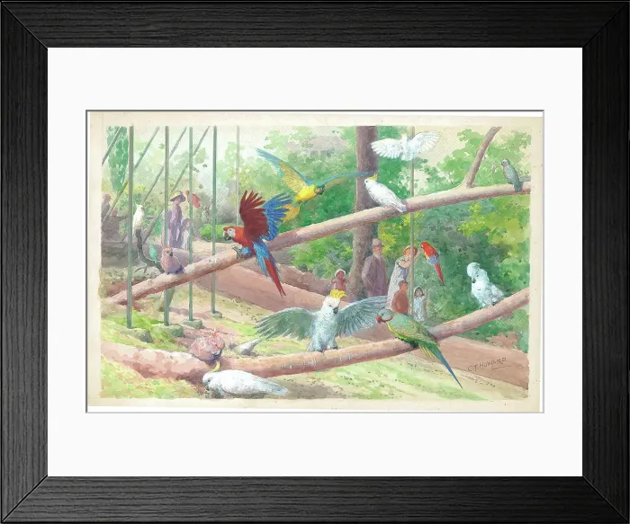 Framed Print : The Canalbank Aviary Cockatoos Macaws and Parrots Framed Print : The Canalbank Aviary Cockatoos Macaws and Parrots