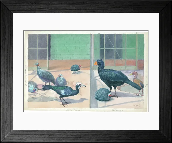 Framed Print : The Eastern Aviary at London Zoo Framed Print : The Eastern Aviary at London Zoo