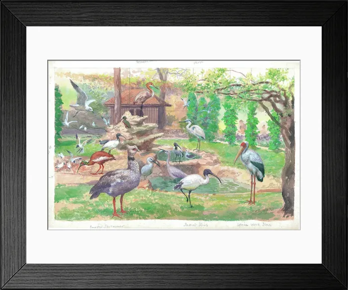 Framed Print : The Great Aviary at London Zoo Framed Print : The Great Aviary at London Zoo