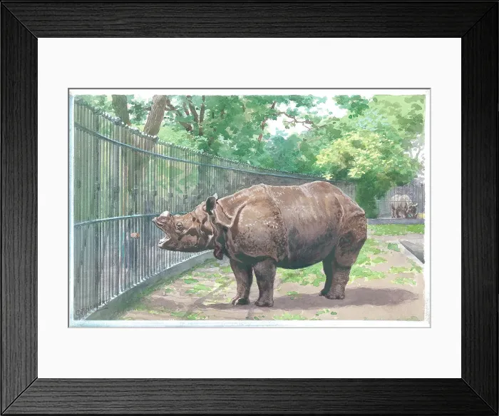 Framed Print : The Rhinoceros at London Zoo Framed Print : The Rhinoceros at London Zoo