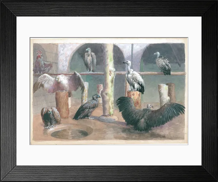 Framed Print : Vultures at London Zoo Framed Print : Vultures at London Zoo