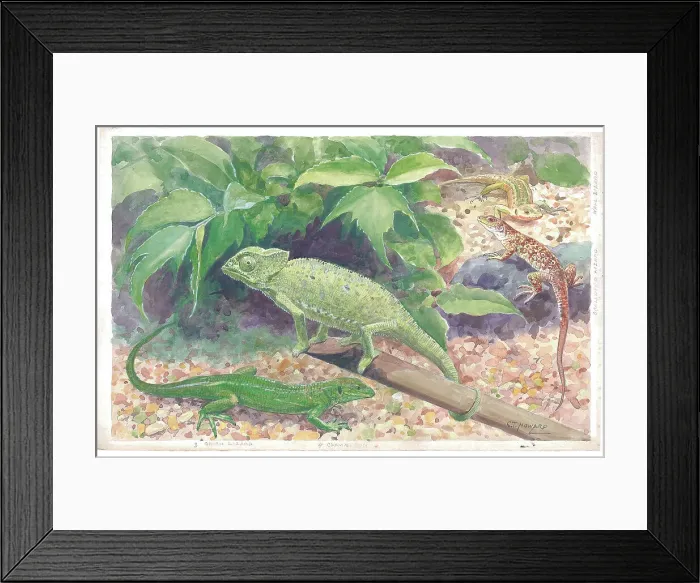 Framed Print : Wall Lizard Ocellotted Green Chameleon at London Framed Print : Wall Lizard Ocellotted Green Chameleon at London