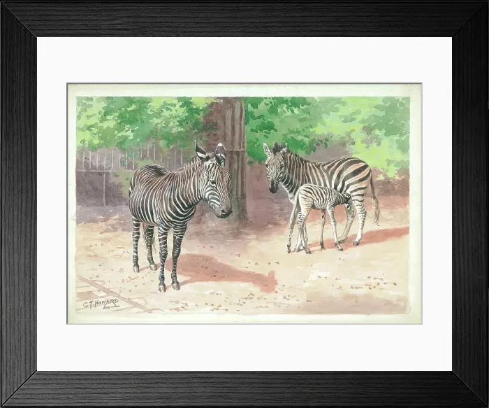 Framed Print : Zebras at London Zoo Framed Print : Zebras at London Zoo