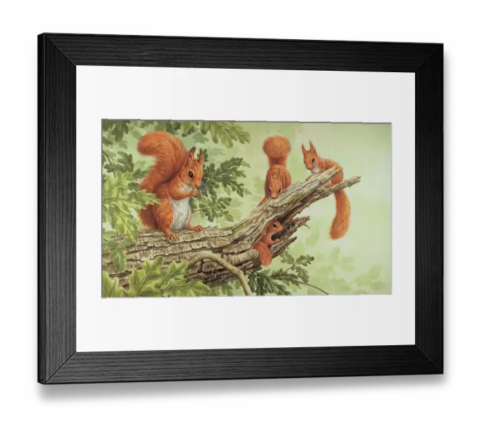 Framed Print : Red Squirrels Framed Print : Red Squirrels