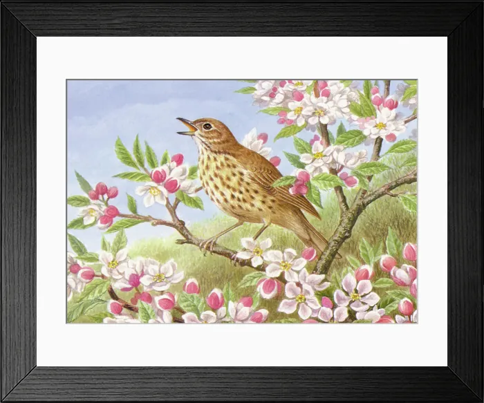 Framed Print : Song Thrush Framed Print : Song Thrush