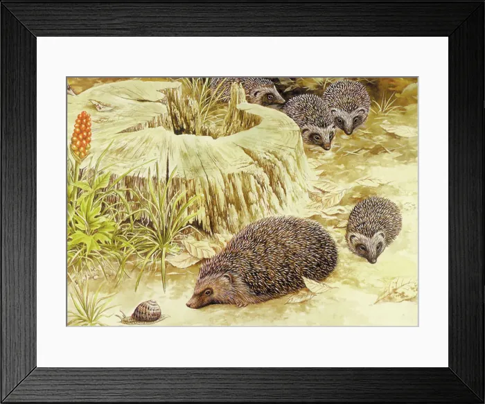: Hedgehogs by David Parry : Hedgehogs by David Parry