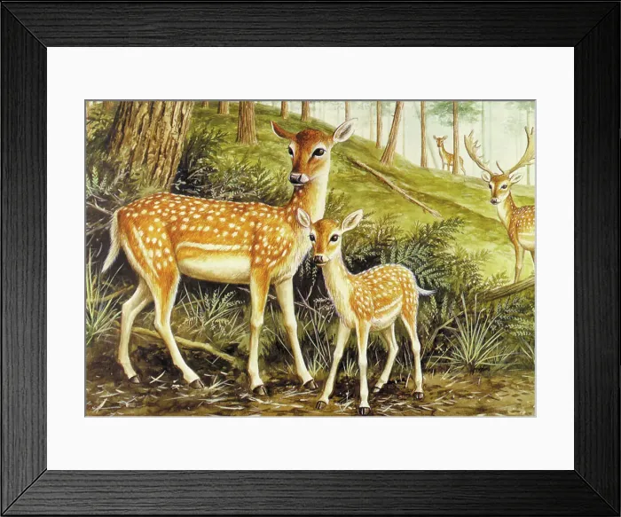 Framed Print : Fallow Deer Framed Print : Fallow Deer