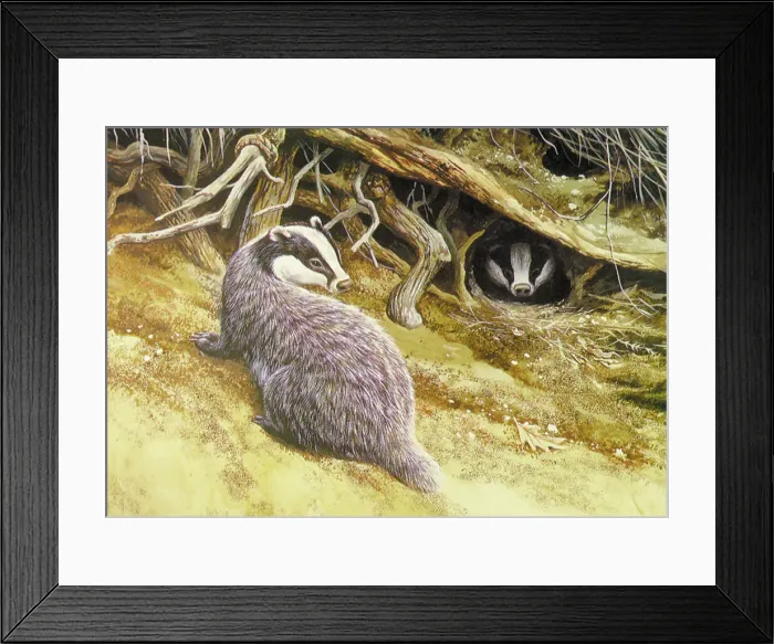 Framed Print : Badgers by David Parry Framed Print : Badgers by David Parry