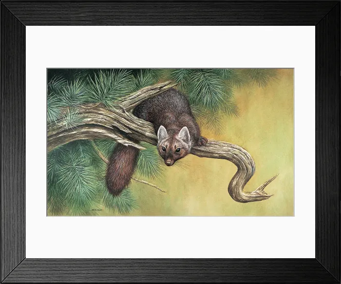 Framed Print : Pine Marten Framed Print : Pine Marten