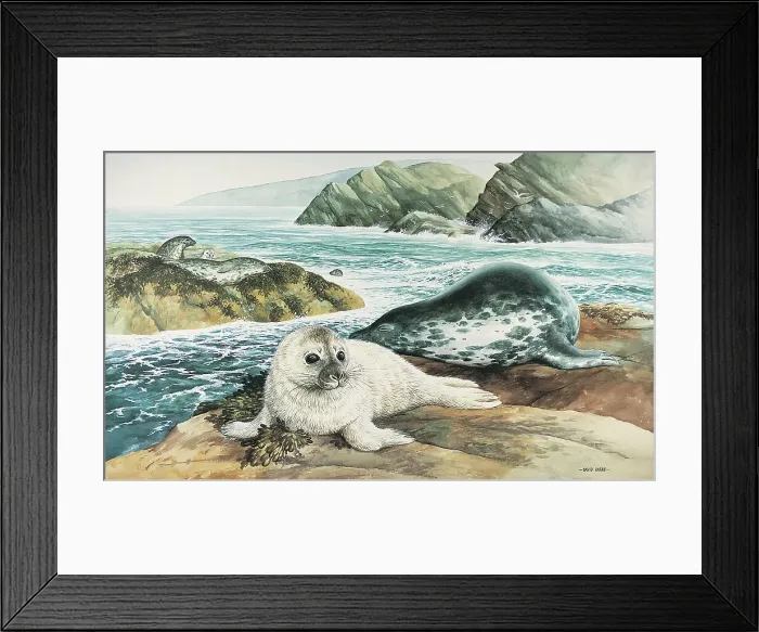 Framed Print : Seal by David Parry Framed Print : Seal by David Parry