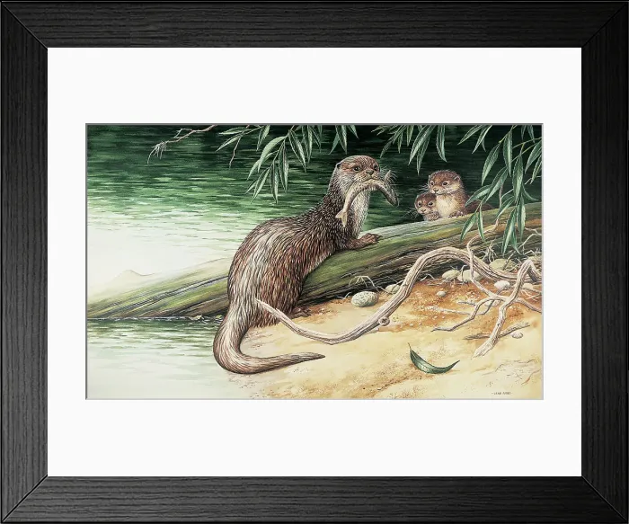 Framed Print : Otter by David Parry Framed Print : Otter by David Parry