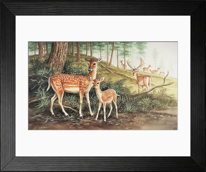 Framed Print : Fallow Deer Framed Print : Fallow Deer