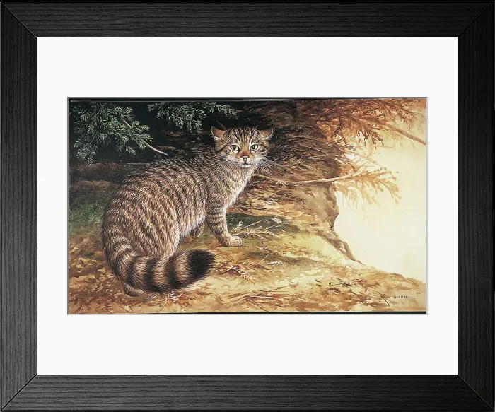 Framed Print : Wild Cat by David Parry Framed Print : Wild Cat by David Parry