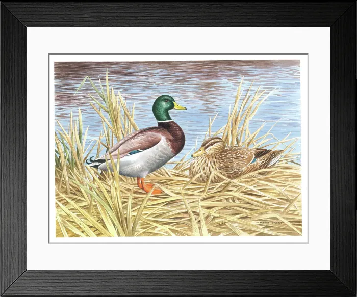 Framed Print : Mallards by David Parry Framed Print : Mallards by David Parry