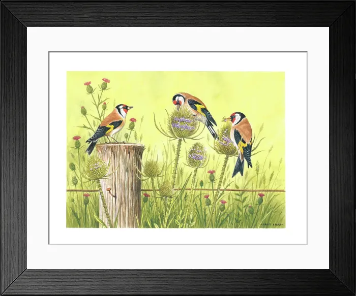 Framed Print : Goldfinches Framed Print : Goldfinches