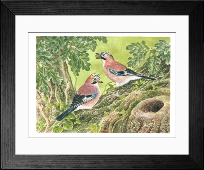 Framed Print : Jays feasting on acorns Framed Print : Jays feasting on acorns