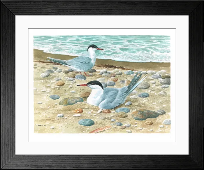 Framed Print : Common Terns British Birds Watercolour painting Framed Print : Common Terns British Birds Watercolour painting