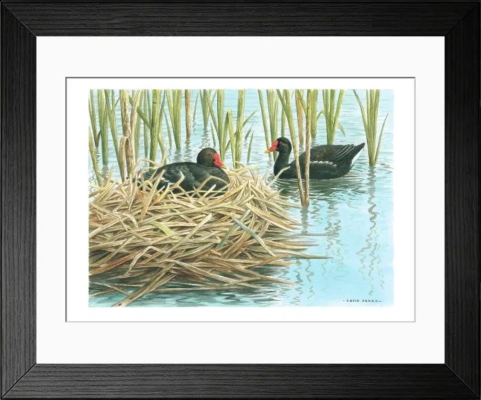 Framed Print : Moorhens by David Parry Framed Print : Moorhens by David Parry