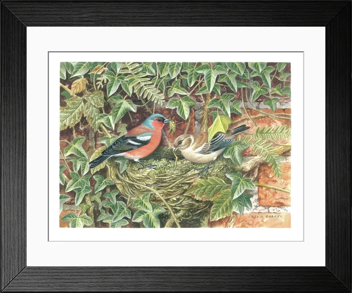 Framed Print : Chaffinches nest building Framed Print : Chaffinches nest building