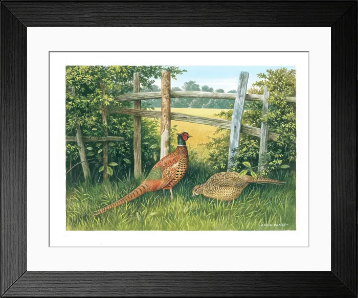 Framed Print : Pheasants by David Parry Framed Print : Pheasants by David Parry