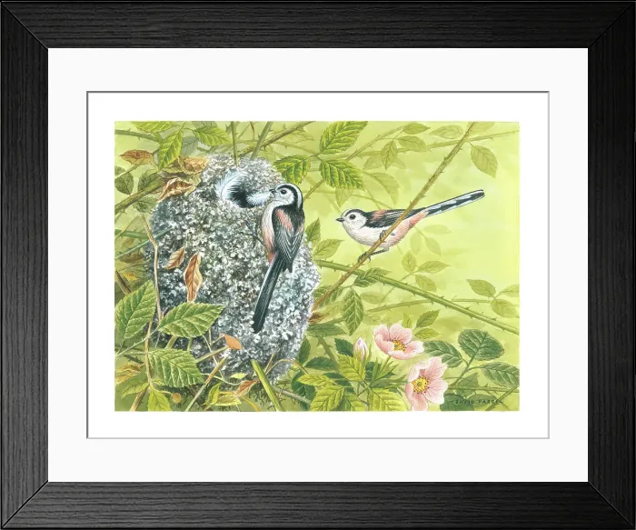 Framed Print : Long-tailed Tits Framed Print : Long-tailed Tits