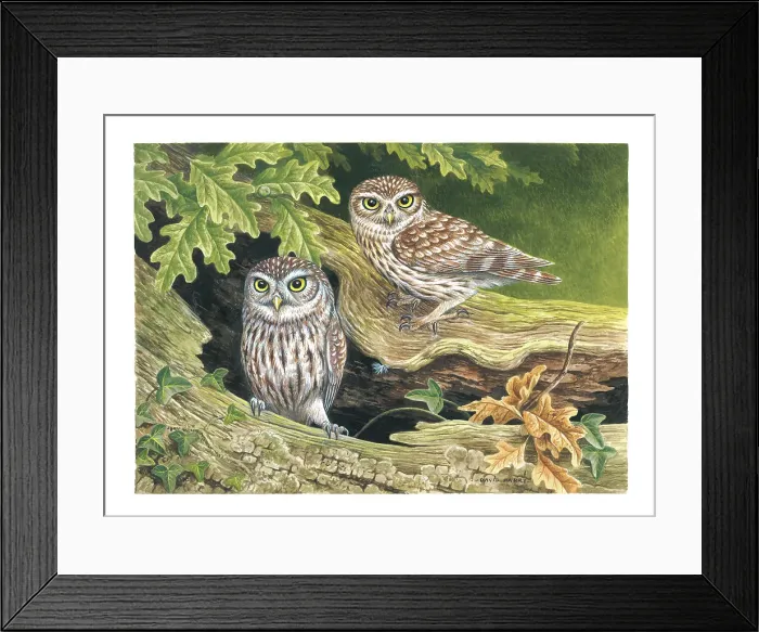 Framed Print : Little Owls Framed Print : Little Owls