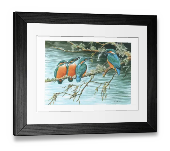 Framed Print : Kingfishers Framed Print : Kingfishers