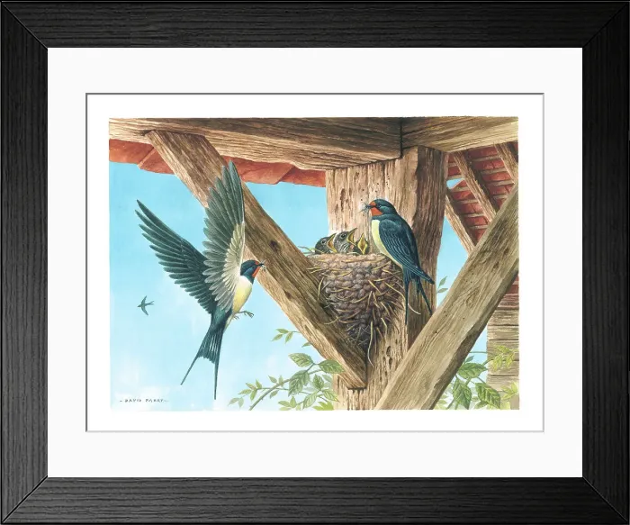Framed Print : Swallows British Birds Watercolour painting David Framed Print : Swallows British Birds Watercolour painting David