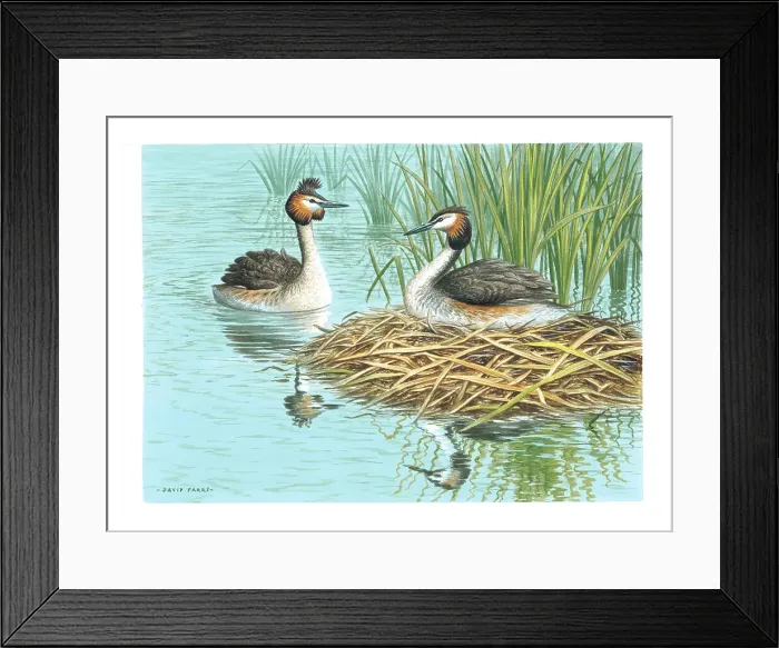 Framed Print : Great Crested Grebes Framed Print : Great Crested Grebes