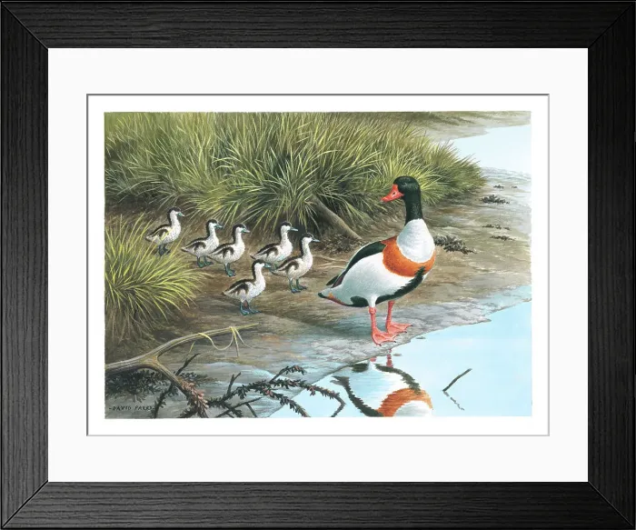 Framed Print : Shelduck and young Framed Print : Shelduck and young