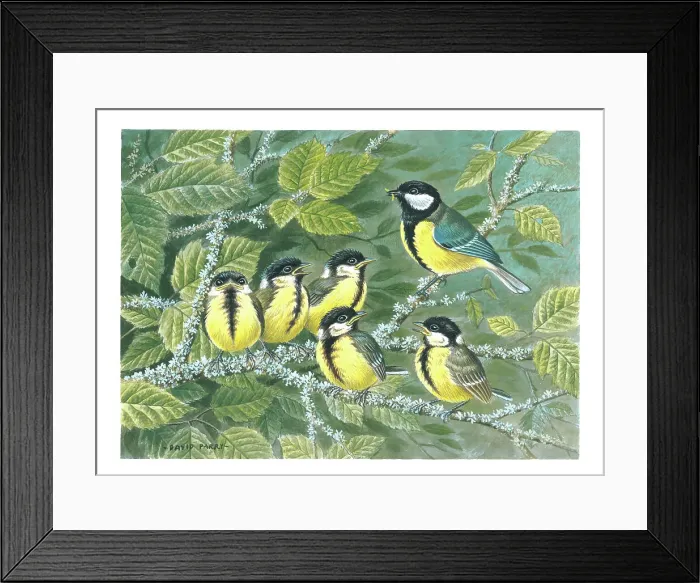 Framed Print : Great Tit and young Framed Print : Great Tit and young