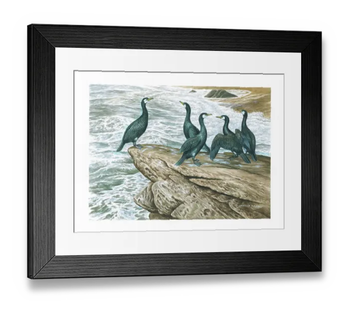 Framed Print : Cormorants British Birds Watercolour painting Framed Print : Cormorants British Birds Watercolour painting
