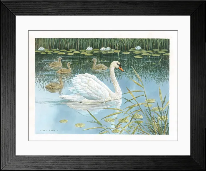 Framed Print : Mute Swan and cygnets Framed Print : Mute Swan and cygnets