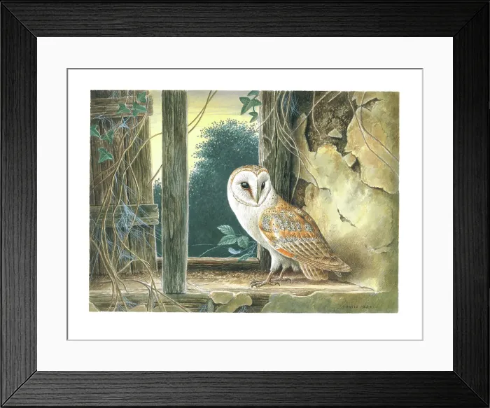 Framed Print : Barn Owl British Birds Watercolour painting David Framed Print : Barn Owl British Birds Watercolour painting David