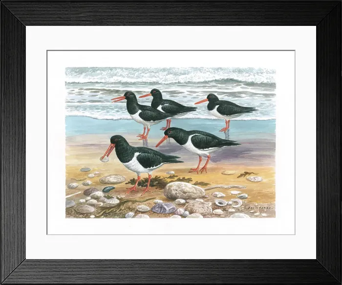Framed Print : Oystercatchers British Birds Watercolour painting Framed Print : Oystercatchers British Birds Watercolour painting