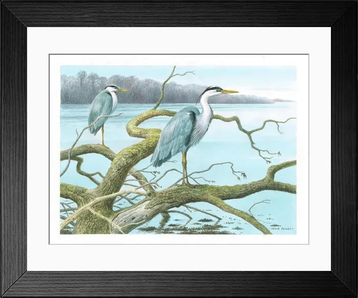 Framed Print : Herons by David Parry Framed Print : Herons by David Parry