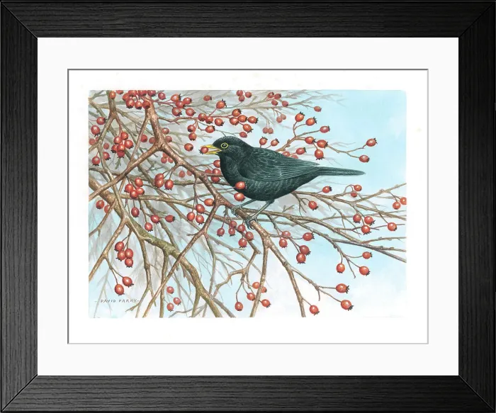 Framed Print : Blackbird by David Parry Framed Print : Blackbird by David Parry