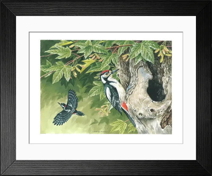 Framed Print : Great Spotted Woodpecker Framed Print : Great Spotted Woodpecker