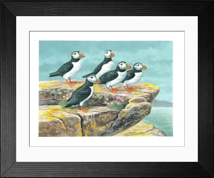 Framed Print : Puffins by David Parry Framed Print : Puffins by David Parry