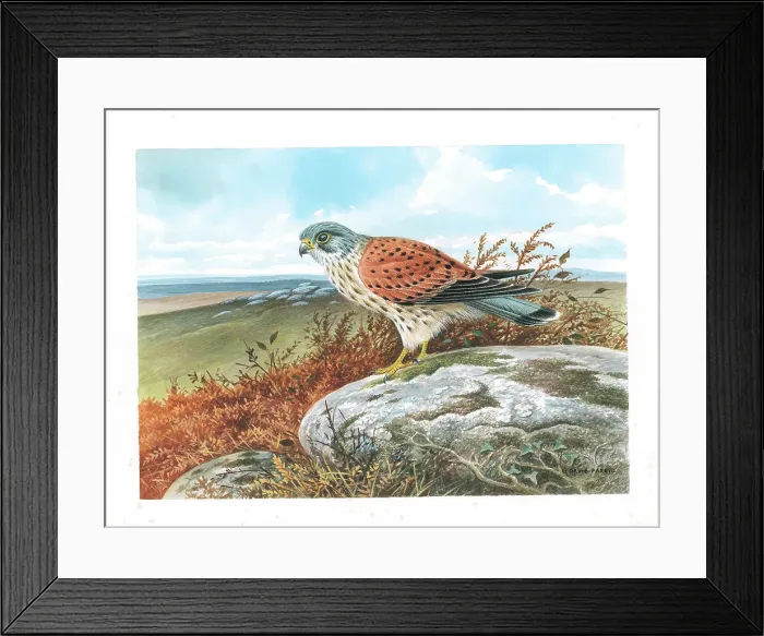 Framed Print : Kestrel by David Parry