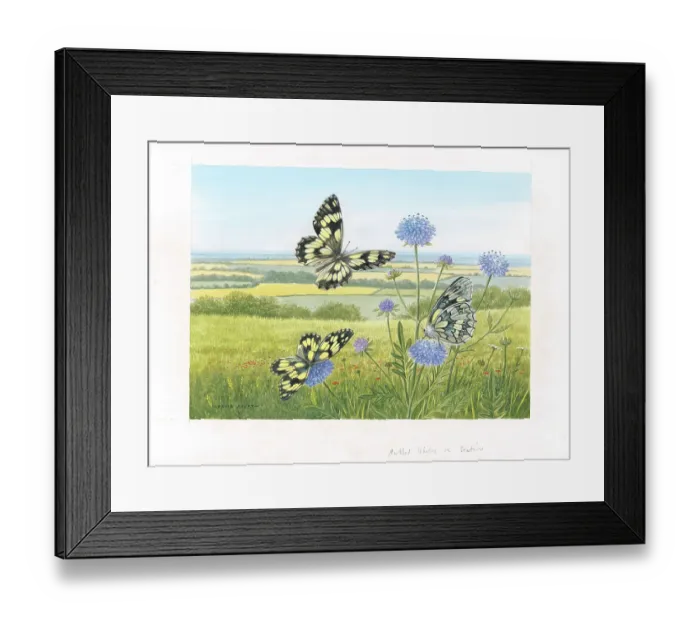 Framed Print : Marbled White butterflies on Scabious Framed Print : Marbled White butterflies on Scabious