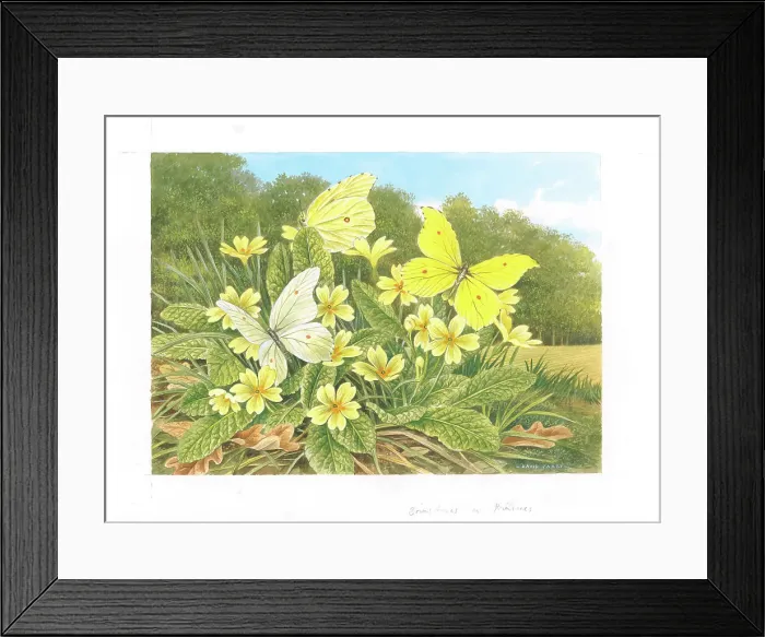 Framed Print : Brimstone butterflies on Primroses Framed Print : Brimstone butterflies on Primroses