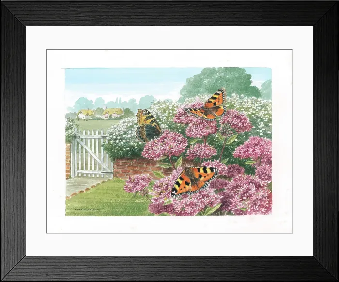 Framed Print : Small Tortoiseshell butterflies on Marjoram Framed Print : Small Tortoiseshell butterflies on Marjoram