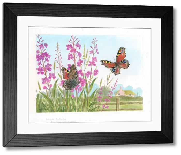Framed Print : Peacock butterflies on Rose Bay Willow Herb Butterflies Framed Print : Peacock butterflies on Rose Bay Willow Herb Butterflies