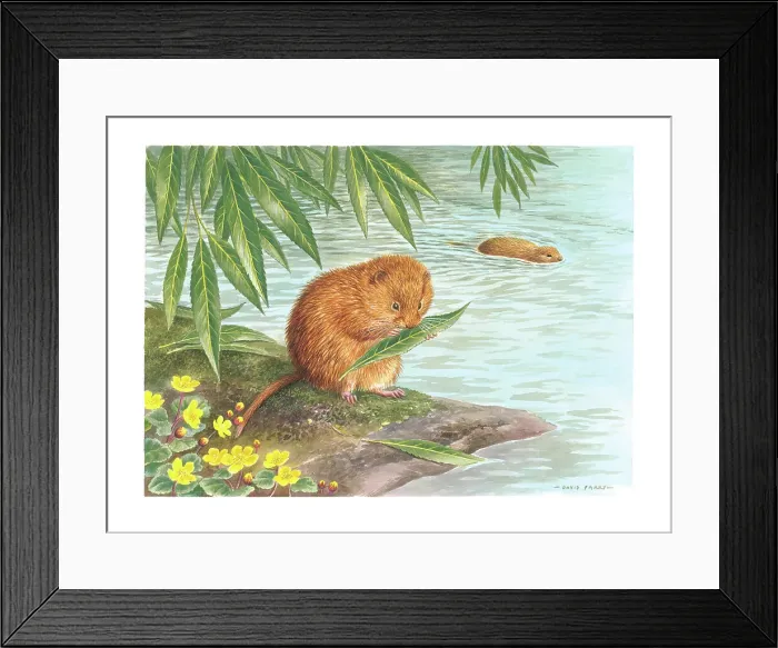 Framed Print : Water Voles
