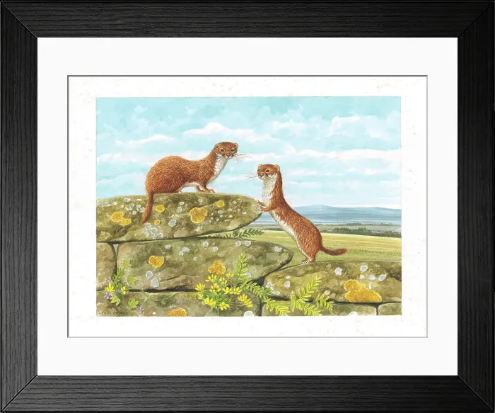 Framed Print : Weasels by David Parry Framed Print : Weasels by David Parry