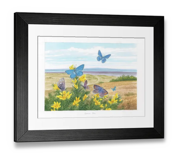 Framed Print : Common Blue butterflies Framed Print : Common Blue butterflies
